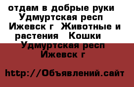 отдам в добрые руки - Удмуртская респ., Ижевск г. Животные и растения » Кошки   . Удмуртская респ.,Ижевск г.